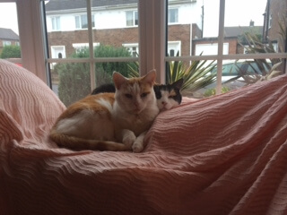 Rogue n' Josh - Josh is now cured of hyperthyroidism using radio-iodine